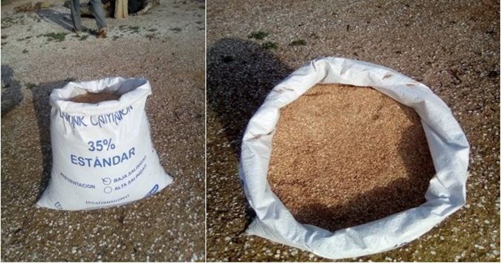 El-calcio-marino-en-Maquigua-Peninsula-de-Paraguana-1