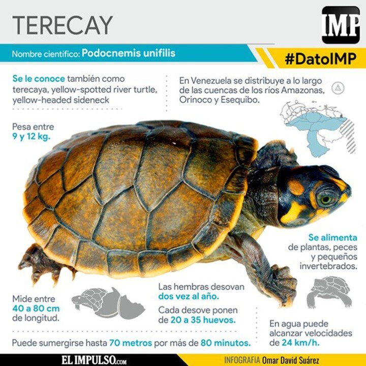 La-tortuga-terecay