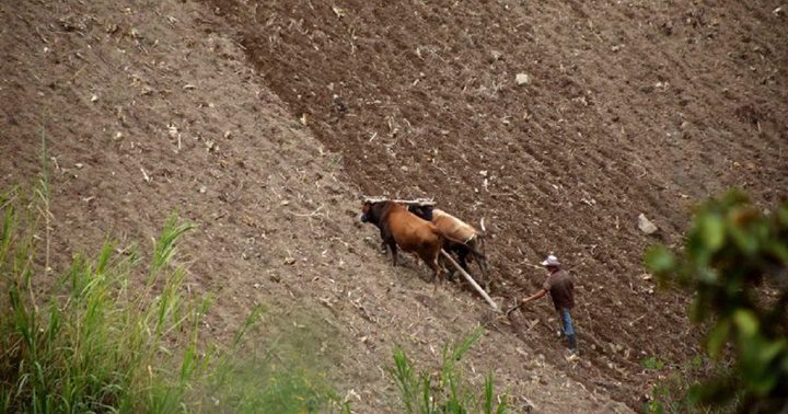 Agricultor del Tachira
