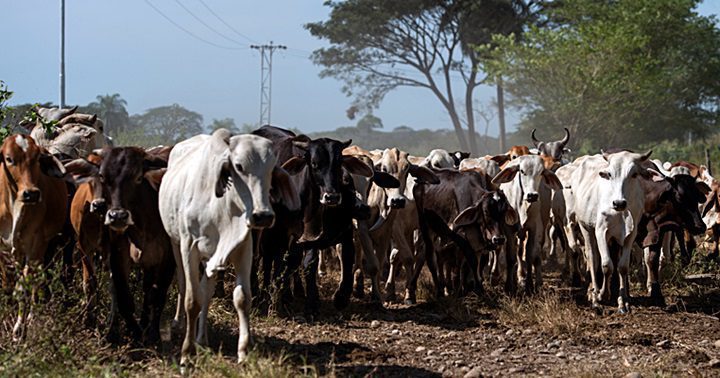 ganaderia venezolana