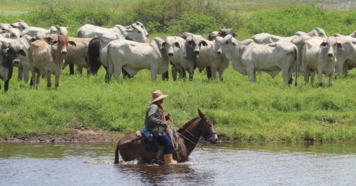 Ganaderos en Apure 1
