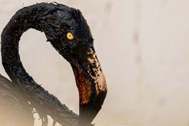 Flamenco cubierto de petroleo en Maracaibo