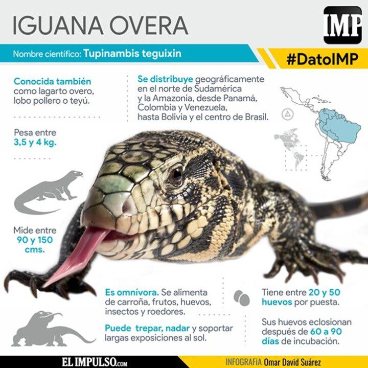 La iguana overa 720x720 - La iguana overa
