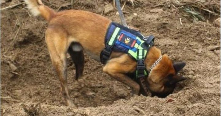 Perros recatadores Venezuela 1