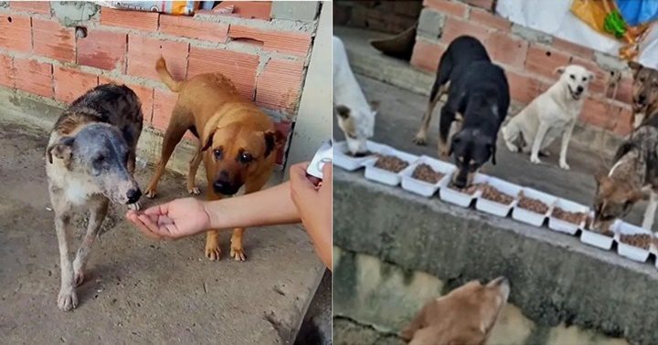 Patitas de Junin Tachira 1