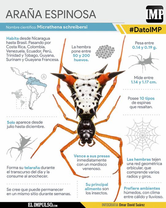 Arana espinosa