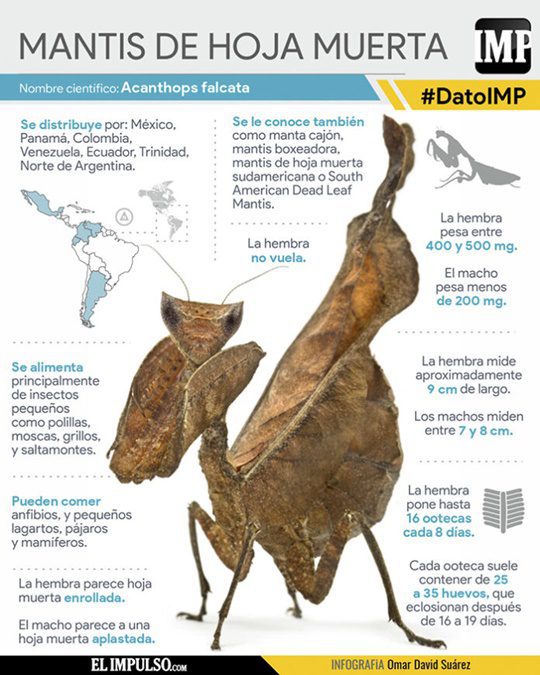 La mantis de hoja muerta