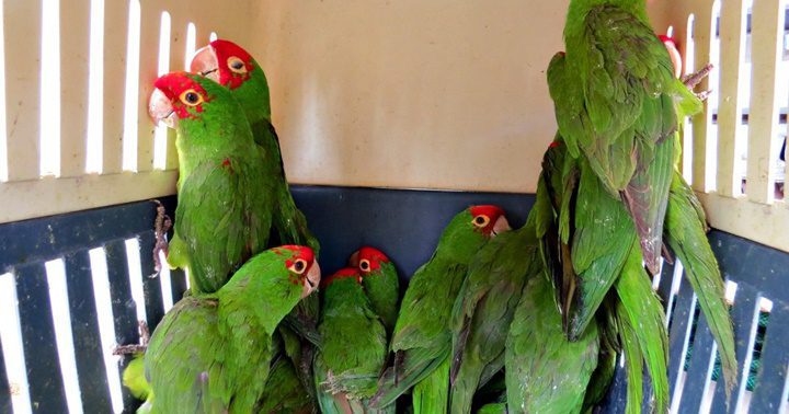 Loros de contrabando