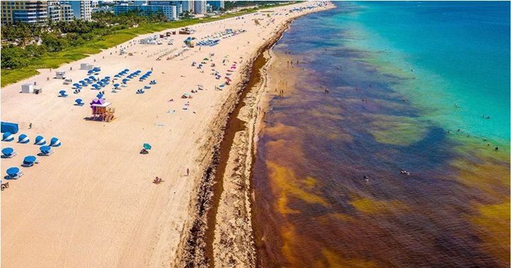 La macroalga El Sargazo