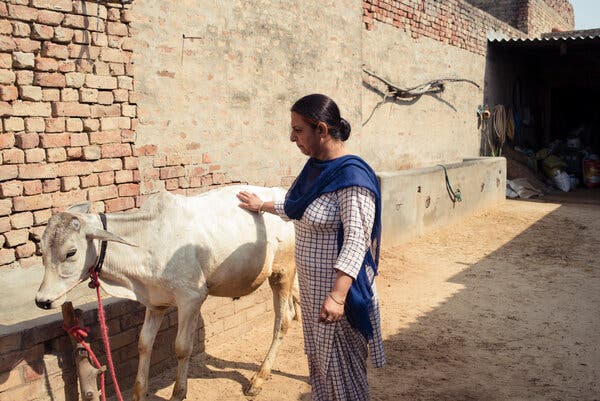 A woman in a white and blue outfit pats a calf.