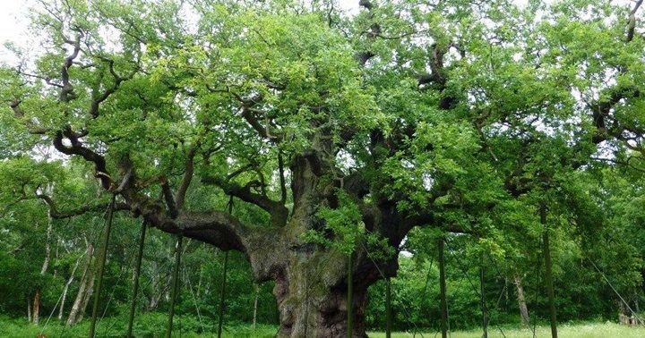 El bosque de Sherwood