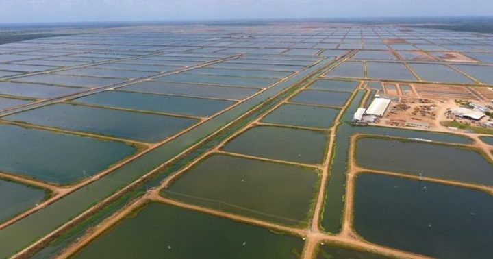 Camaronera Lago de Maracaibo 1