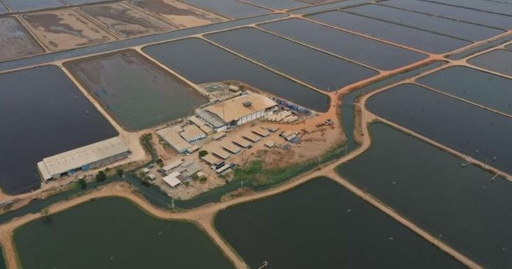 Camaronera Lago de Maracaibo 2