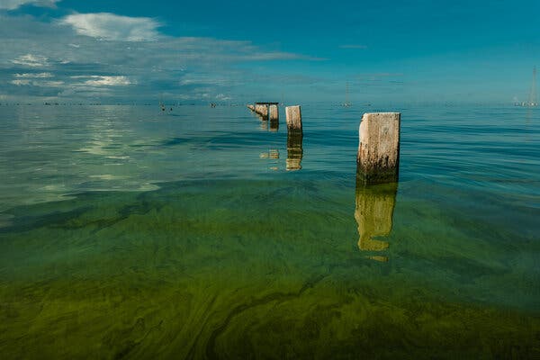 Wooden posts in lake water covered with algae blooms.