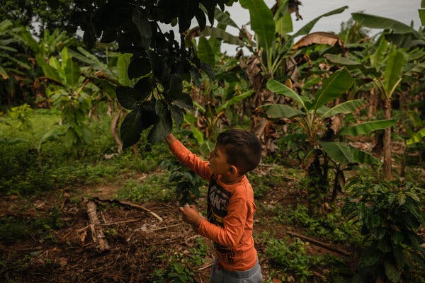 A boy reaching up to the leaves of a plant. He is surrounded by other plants, and he is standing on a grassy ground.