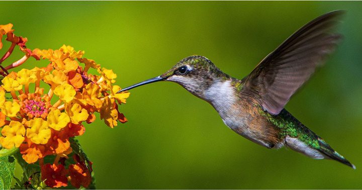 Un colibrí