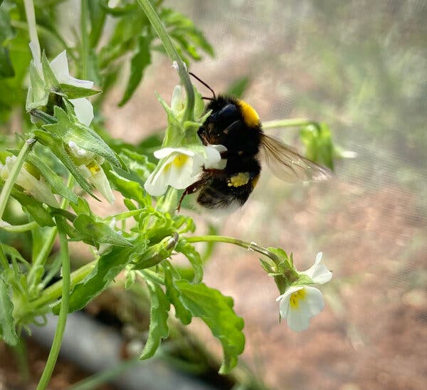 A close-up view of a bumblebee alighting on a pansy flower.