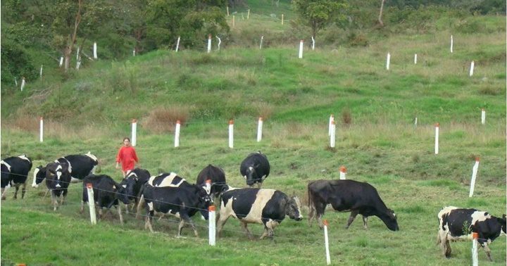 Jají estado Mérida 1