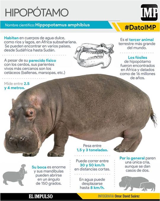 El hipopótamo El hipopótamo
