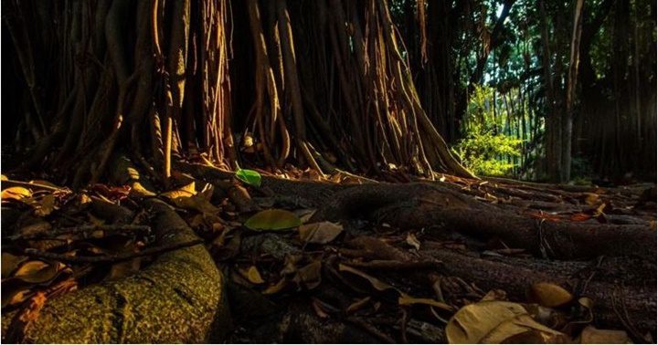 Tierra de Amazonas 1