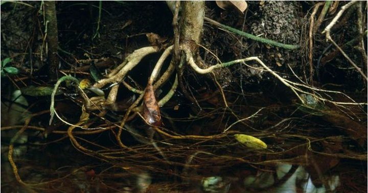 Tierra de Amazonas 6