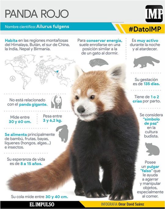 El panda rojo
