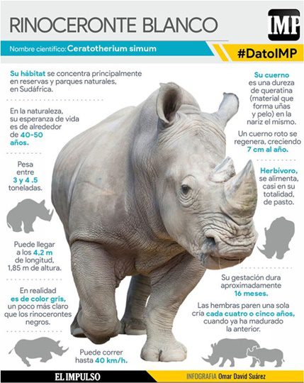 El rinoceronte blanco