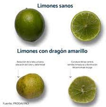 Dragon amarillo limones