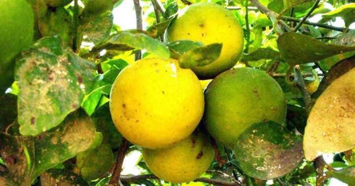 Dragon amarillo naranjas