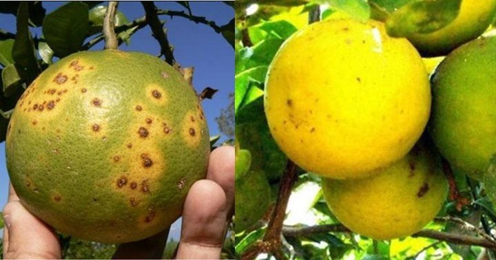 Plaga dragon amarillo