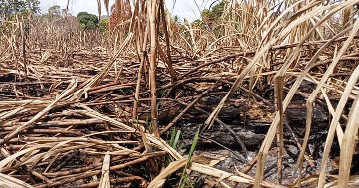 Caña de azúcar en Sucre 1
