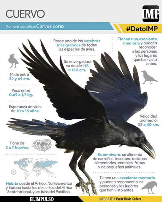 El cuervo 1