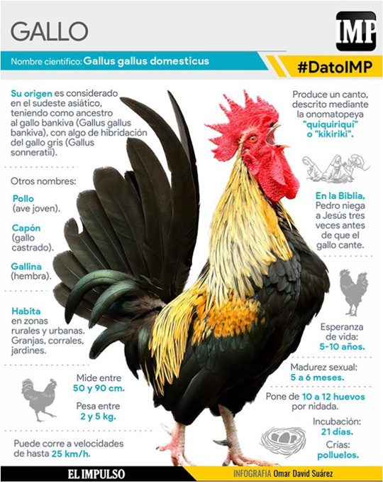 Gallo