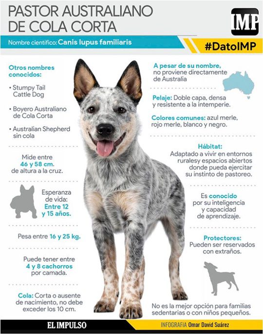 Pastor Australiano de Cola Corta