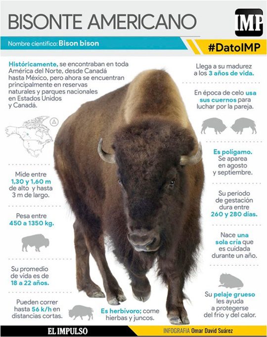 El Bisonte americano