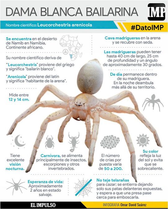 La araña dama blanca (2) La araña dama blanca (2)