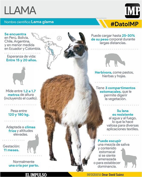 Llama