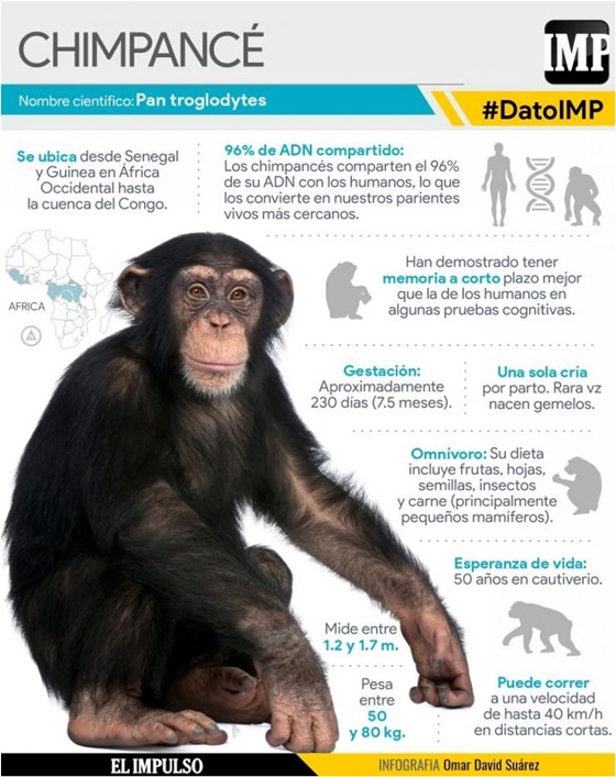 El chimpancé