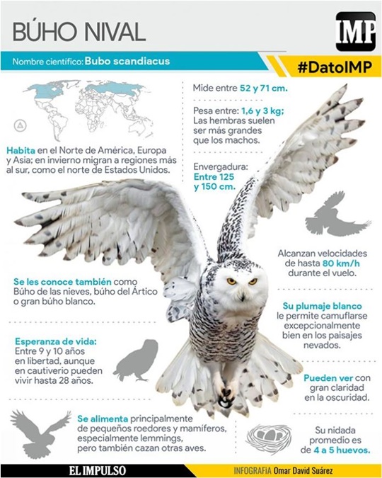 Búho nival