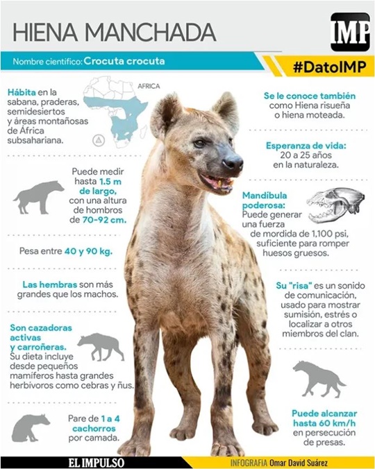 La hiena Manchada