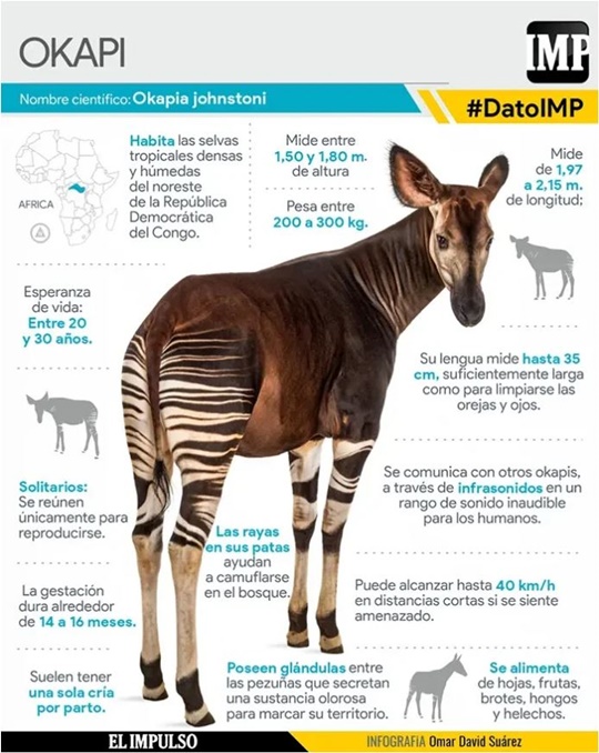 Okapi