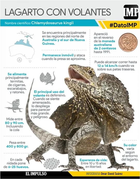 Lagarto con volantes