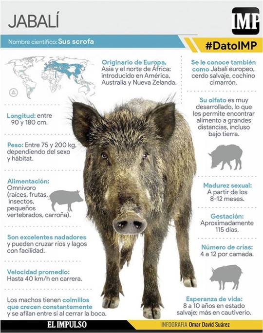 Jabalí