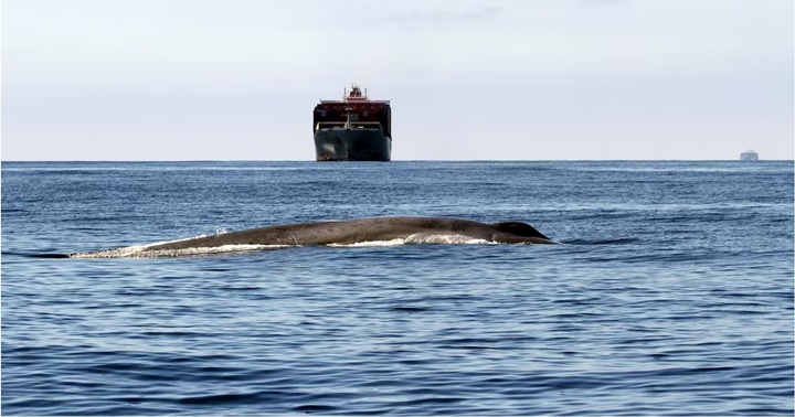 Ballena y grandes barcos