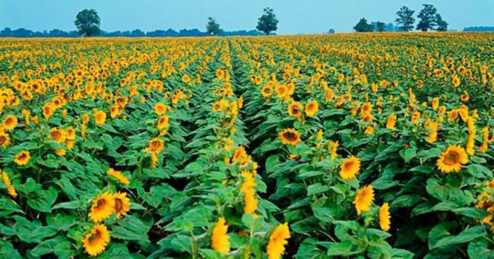 La cosecha de girasol en Venezuela arrancará en 2025 con una superficie de solo 3.000 hectáreas