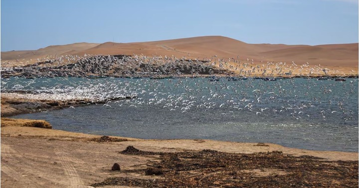 Reserva Nacional de Paracas Perú
