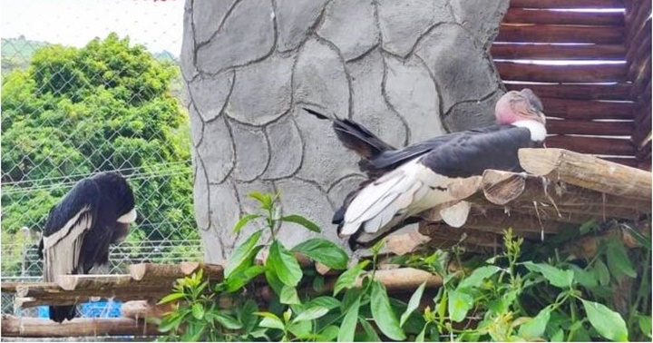 Mérida cóndor andino 1