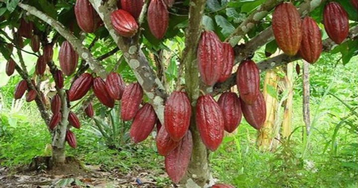 Cacao