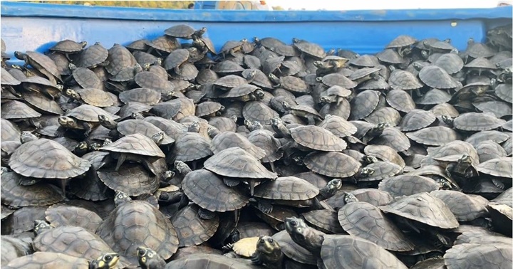 Tortuguillos rio Orinoco