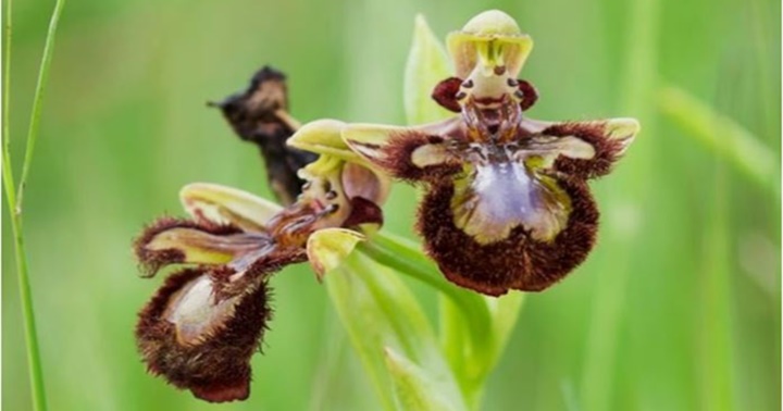 Las orquídeas Ophrys speculum